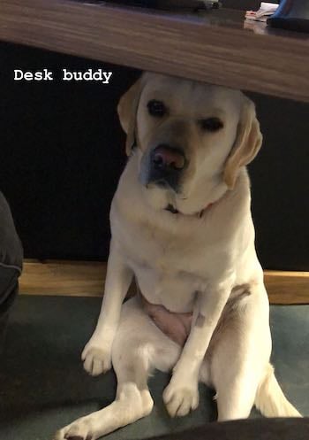 Dog friendly office