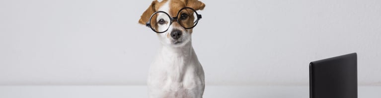 A Dog Friendly Office Is A Better Office!